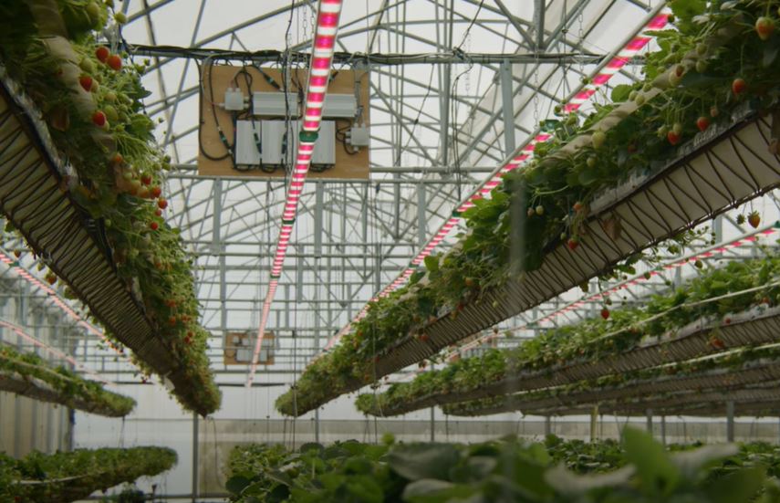 Strawberries