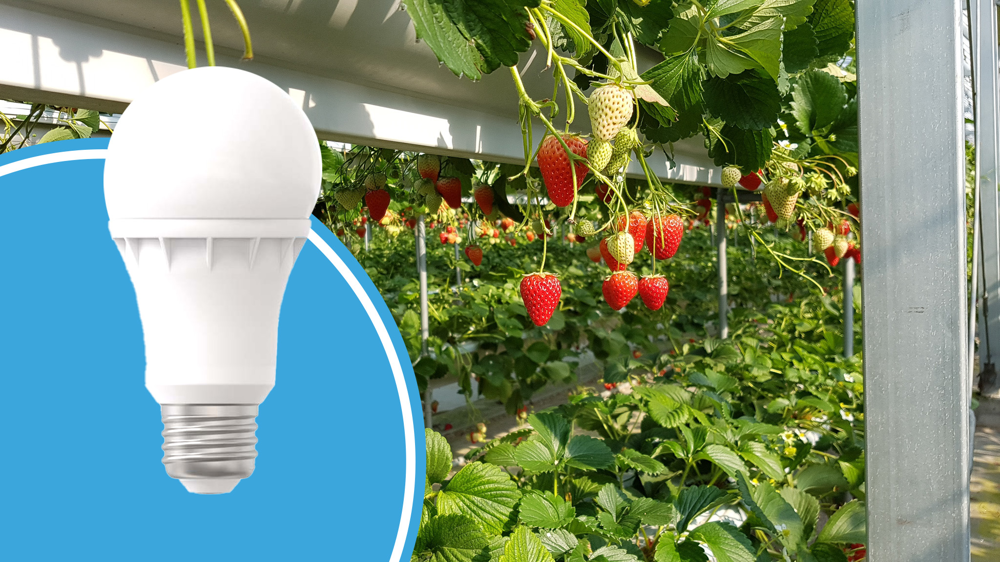 strawberry-fruit-grows-hanging-with-green-leaves-closed-garden-2_(1)