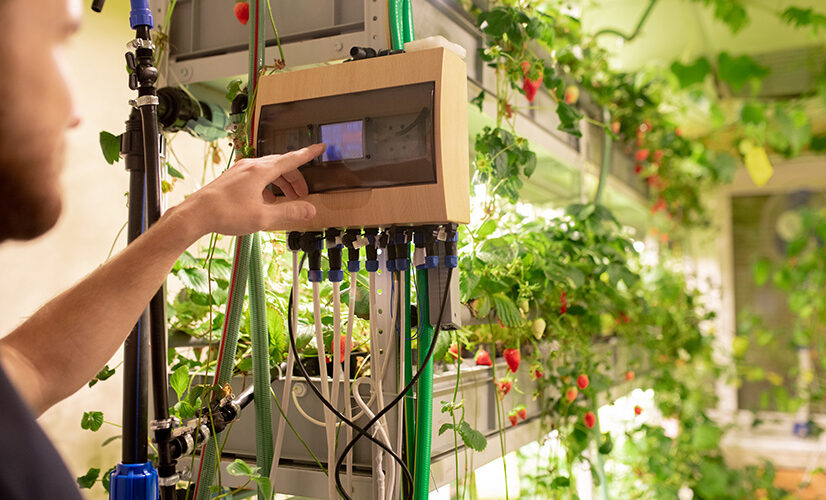 young-greenhouse-worker-choosing-optimal-temperature-strawberry-bushes-while-touching-small-display-control-panel-automatic-tt#