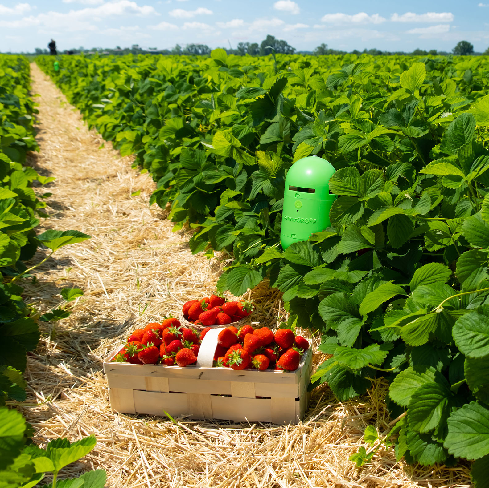 Strawberry_Field_On_Fruit_Farm