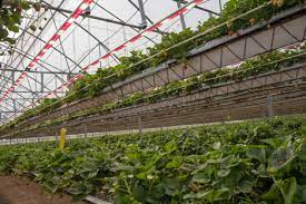 strawberry trial